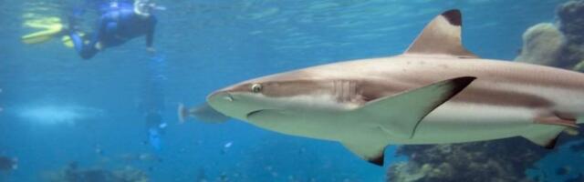 Плавание на открытой воде в разных странах мира — плавание с дельфинами, личный опыт