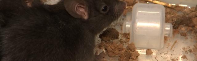 Эстонские ученые: в стране вновь обнаружен "крысиный король"