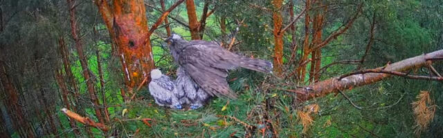 ВИДЕО: в гнезде ястребов подрастают птенцы