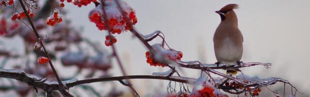 В конце года и в январе синоптики прогнозируют снег и морозы