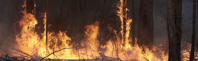 Калифорния из-за крупных лесных пожаров попросила о помощи