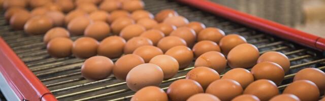 В Эстонии растет производство яиц: в прошлом году было потреблено 324 миллиона яиц