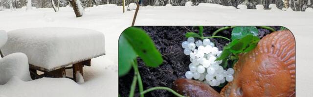 Спрашивает читатель: убивают ли сильные морозы яйца испанских слизней?