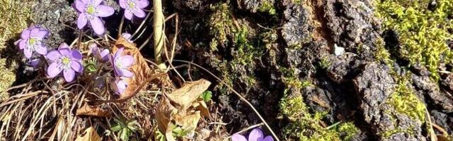 Садовник: весна в этом году вовсе не ранняя