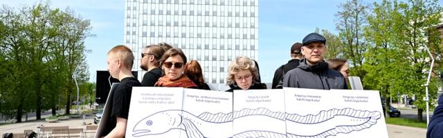 В Таллинне прошёл пикет в защиту европейского угря
