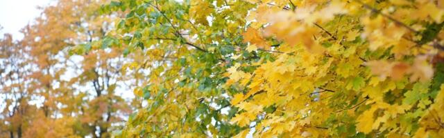 Почему в Ласнамяэ вырубают сосны? Отвечает старейшина района