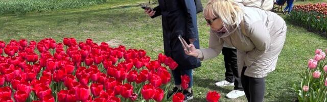 ФОТО: фестиваль тюльпанов на мызе Кирна