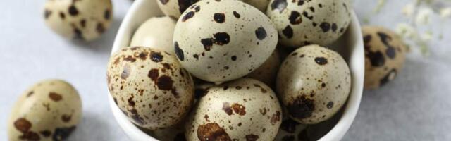 Перепелиные яйца: польза и вред для организма мужчин, женщин, противопоказания