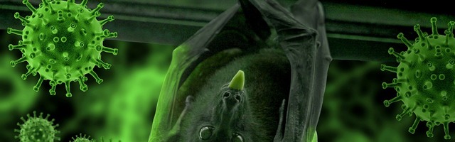 Эстонские териологии: нет никаких причин бояться летучих мышей или убивать их