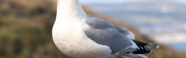 Читательница: Чайки должны жить на море!