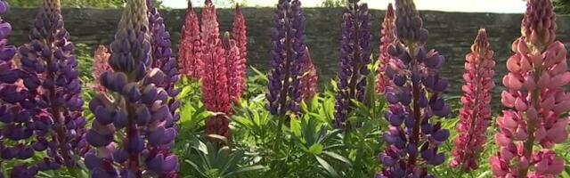 Владельцы садов отвечают за распространение чужеродного вида – люпина