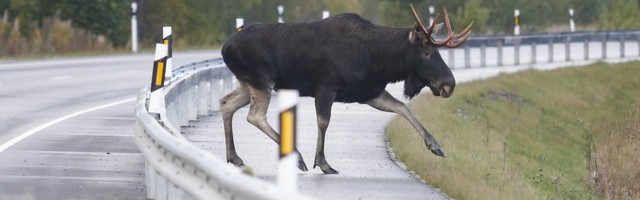За сутки на дорогах Эстонии произошло семь столкновений автомобилей с животными