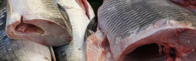 Что меняется в продаже рыбы с января 2026 года и за что могут грозить гигантские штрафы