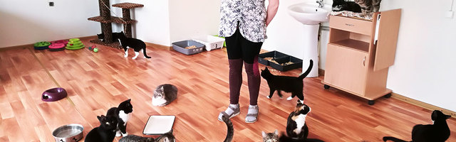 В страхе перед коронавирусом нарвитяне не начали массово избавляться от домашних животных