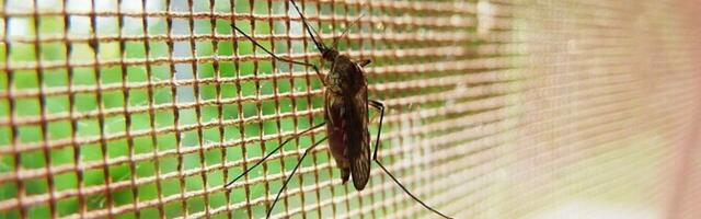 Энтомолог об обилии комаров: этим летом укусы комаров никого не обойдут стороной