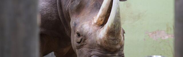 Печальная весть: в Таллиннском зоопарке умерла самка носорога