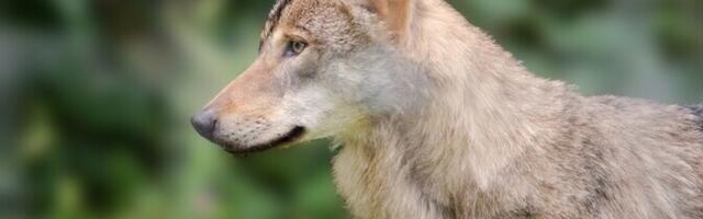 Административный суд решил не приостанавливать охоту на волков