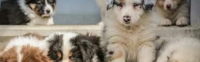 В Эстонии начались проверки заводчиков собак для предотвращения «фабрик щенков»