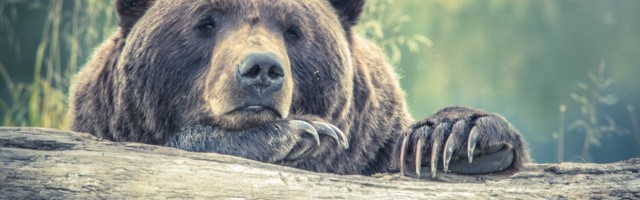 За охотничий сезон в Эстонии застрелили 93 медведя