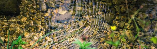 Вода из родников Рийгикюла и Югла опасна для питья — превышены нормы бактерий