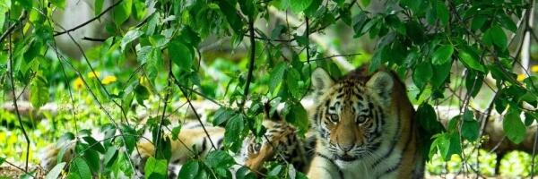 Рижский зоопарк предлагает выбрать имена для тигрят