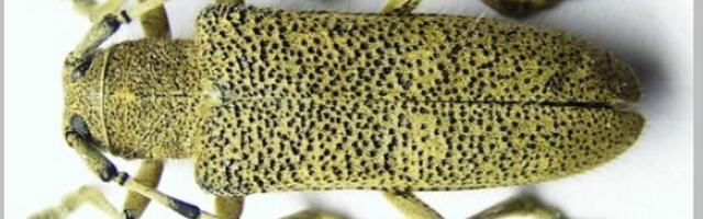 В Эстонии будут выбирать лесное насекомое года: в 2026 году им станет скрипун большой осиновый