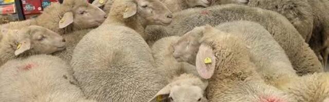 В Баварии овцы забрели в супермаркет