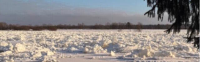 В Кунингакюла зафиксирован рекордный уровень воды на реке Нарва
