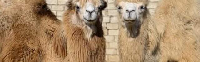 В Омане 20 верблюдов дисквалифицированы с конкурса красоты за ботокс