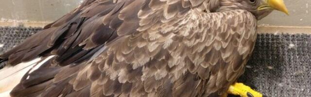 Запрет на свинцовые патроны зависит от политических решений