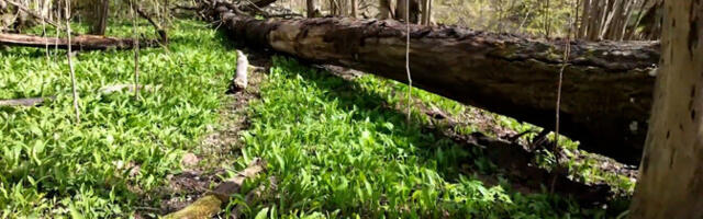 Сбор черемши: собирать нужно осторожно и не для продажи