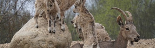 В октябре сотрудники Таллиннского зоопарка расскажут о козлах, баранах и барсах