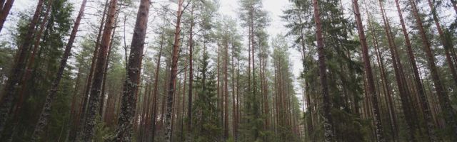 SA Kadunud: Полиция не предоставила полной информации о пропавшем в лесу Михаиле