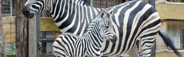 Rīgas zoodārza apmeklējums 1. aprīlī maksās vienu eiro