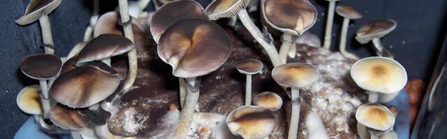 Канадская компания наберёт 50 финнов для исследования свойств галлюциногенных грибов