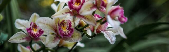 Таллиннский ботанический сад приглашает полюбоваться необычными орхидеями