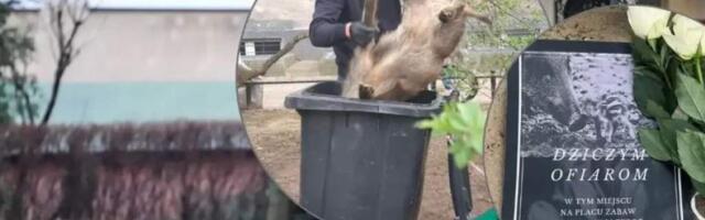 Варшава воюет с дикими кабанами