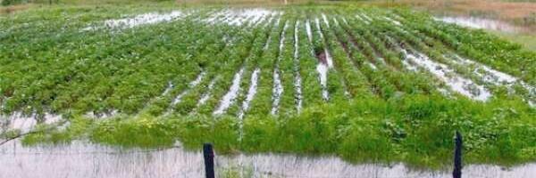 Мокрое лето — высокие цены на овощи