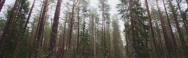 RMK благодарит ответственных любителей прогулок на природе