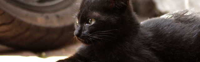 Россияне начали выгонять домашних животных на улицу из-за коронавируса