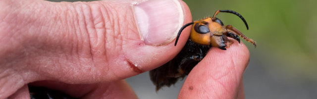 В США впервые появились гигантские азиатские шершни-убийцы