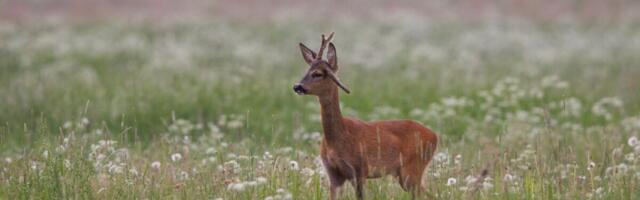 IKEA получила разрешение приобрести участок леса в Эстонии размером с волость Саку