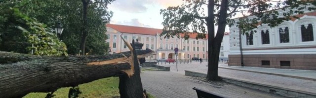 ФОТО | Шторм повалил массивное дерево на Тоомпеа