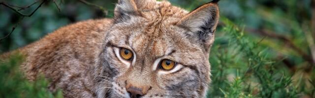 В центре Таллинна бегала рысь