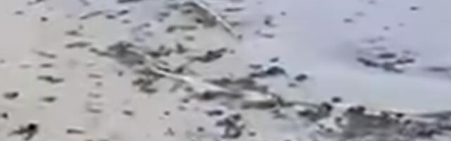 До эстонских пляжей дошло мазутное загрязнение с Финского залива 