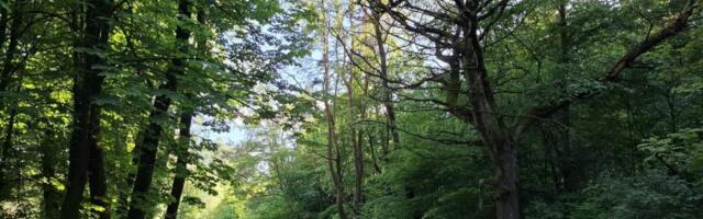 Лес ищет друзей