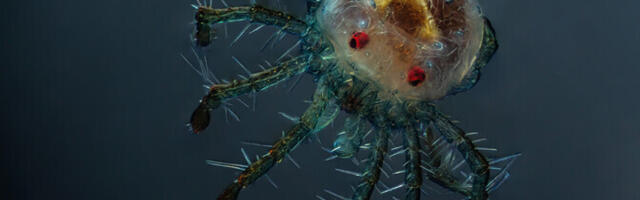 Лучшим фотографом года эстонской "Википедии" признали Янек Ласса