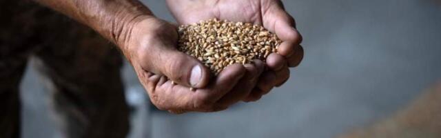 Немецкие фермеры недовольны «катастрофически» низкими ценами на зерно