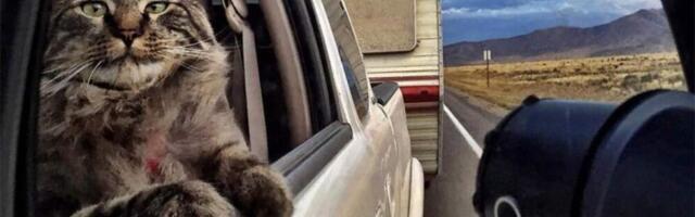 Хозяева кошки дали объявление о её пропаже – она нашлась за 1000 км от дома