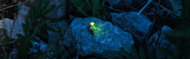 ФОТО | Не только цветущий папоротник! Люди по всей Эстонии ищут светлячков — символ Яановой ночи